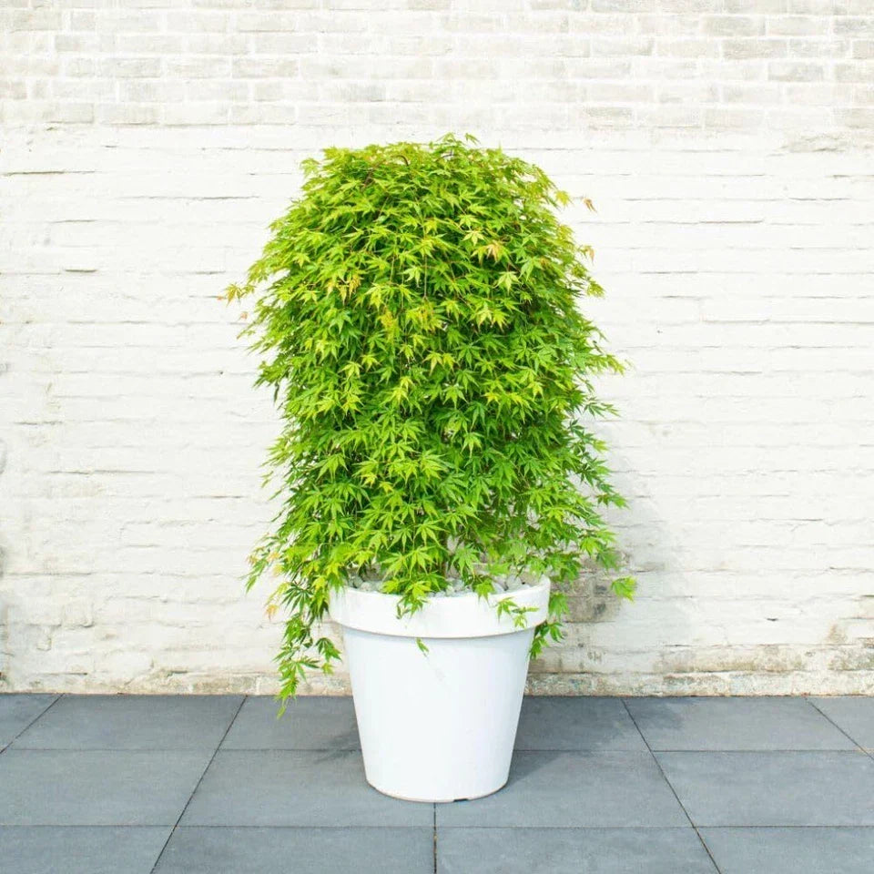 Japanese Maple 'Cascade Emerald' - Weeping Tree with Fiery Autumn Colours — alternate product view 2