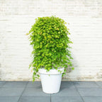 Japanese Maple 'Cascade Emerald' - Weeping Tree with Fiery Autumn Colours — alternate product view 2