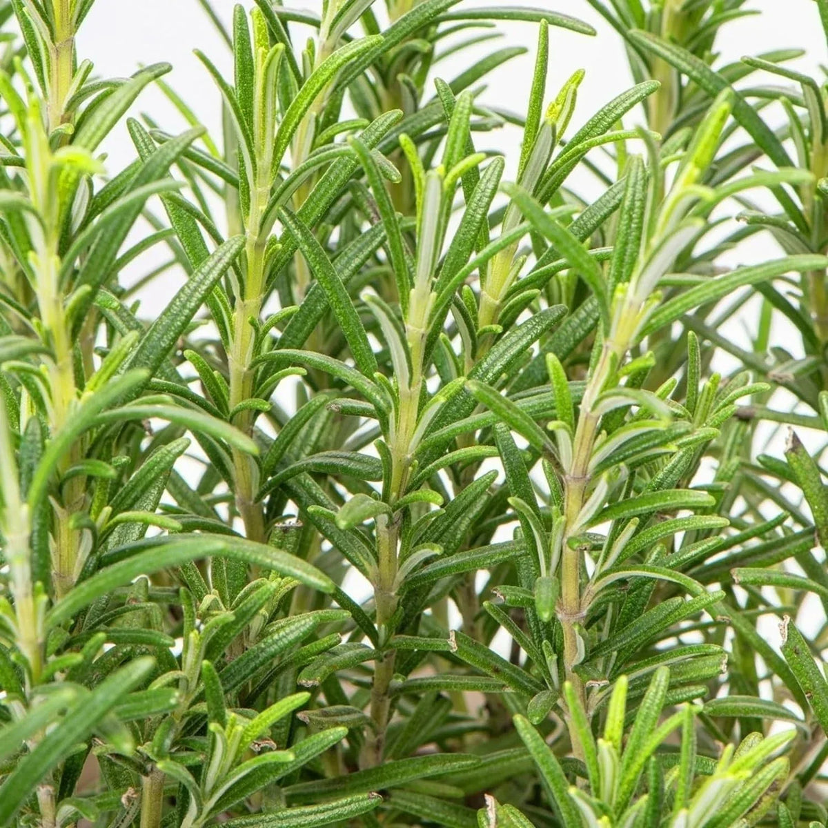Rosemary Plant in 14cm Pot - Rosmarinus Evergreen Fragrant Perennial Herb Plants — main product view