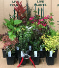 10X Mixed Established Garden Shrubs - High Quality Potted Plants Not Plug Plants — main product view