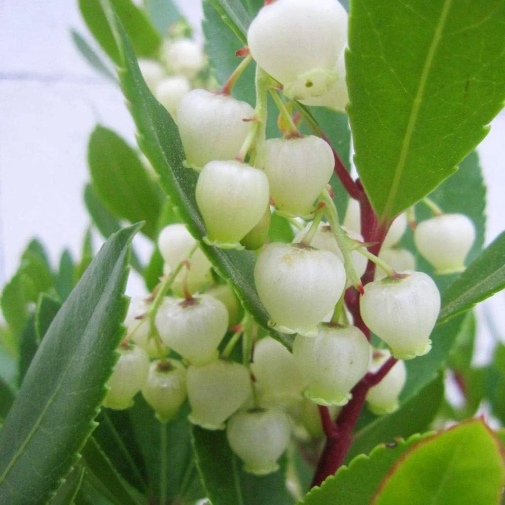 Arbutus unedo Compacta Plant in 9cm Pot - Easy Grow Strawberry Tree Garden Shrub — alternate product view 4