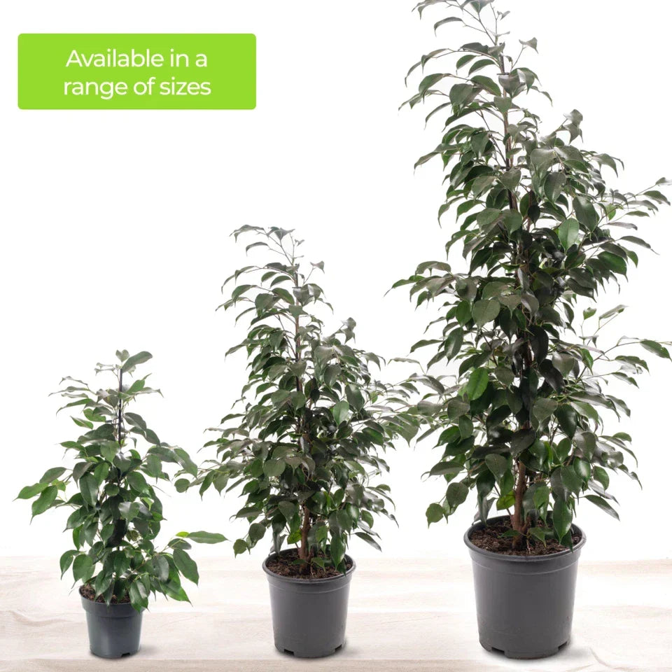 Weeping Fig Large Indoor House Plant Real Ficus Danielle Evergreen Tall Plants — alternate product view 4
