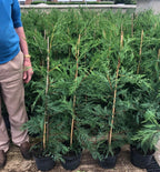 Green Leylandii Hedging Plants – 3–4 ft, 3 L Pots — main product view