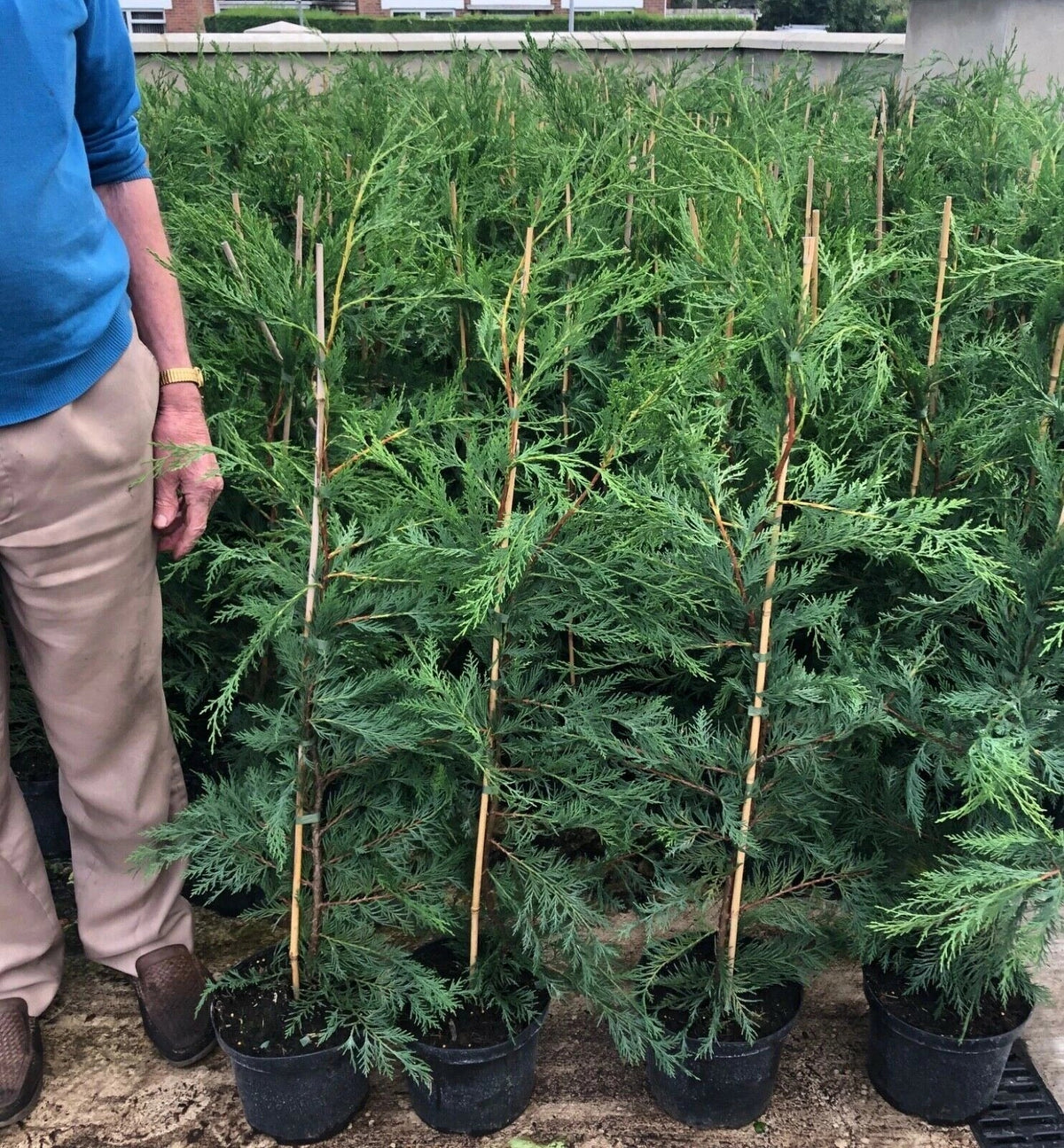 Green Leylandii Hedging Plants – 3–4 ft, 3 L Pots — main product view