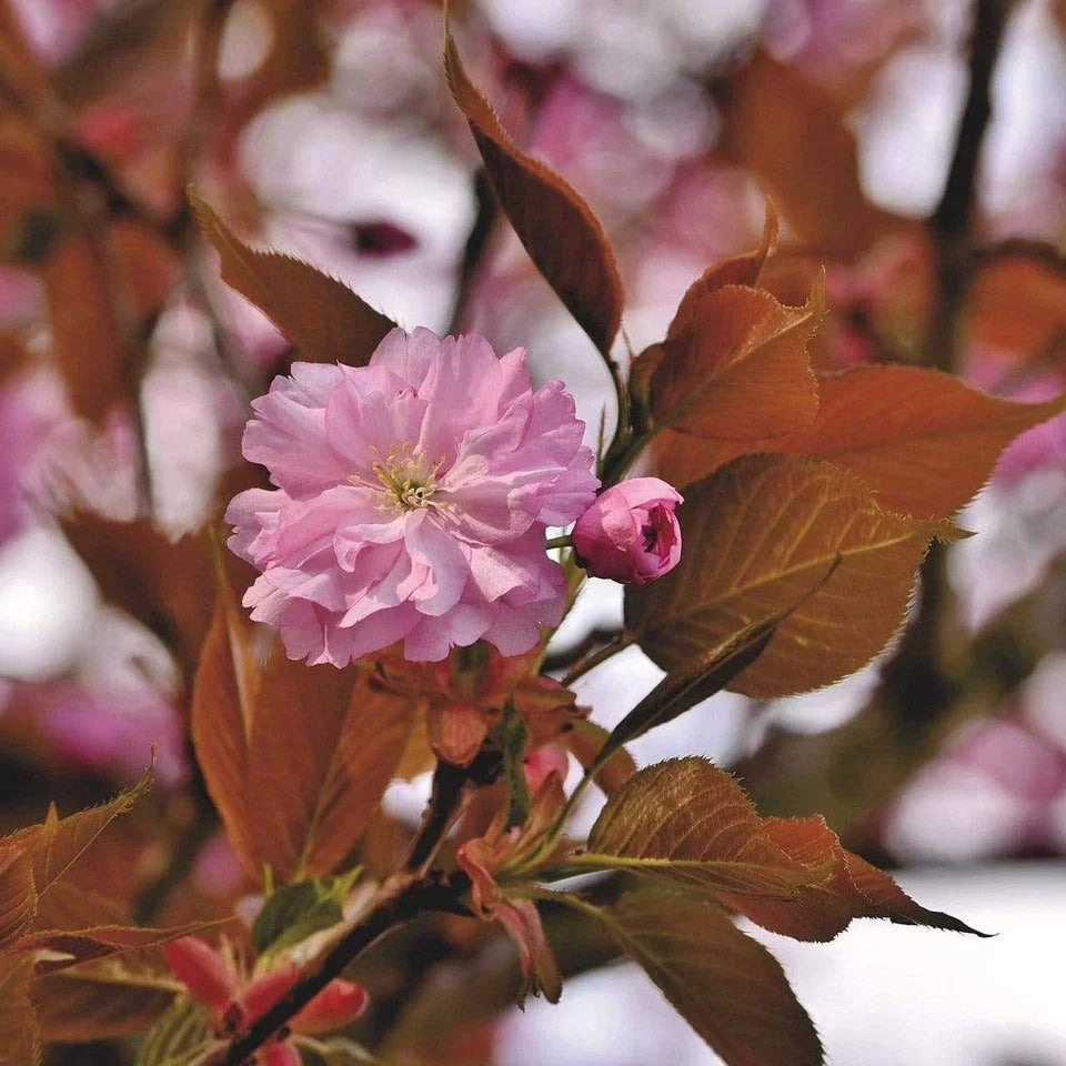Prunus serrulata Kanzan Japanese Cherry Blossom Tree Ornamental Garden plant (4-5ft,9L Pot) — alternate product view 3