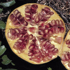 Dwarf Pomegranate Bush, Punica Nana, Hardy Compact Fruit Shrub,9cm Pot — alternate product view 3