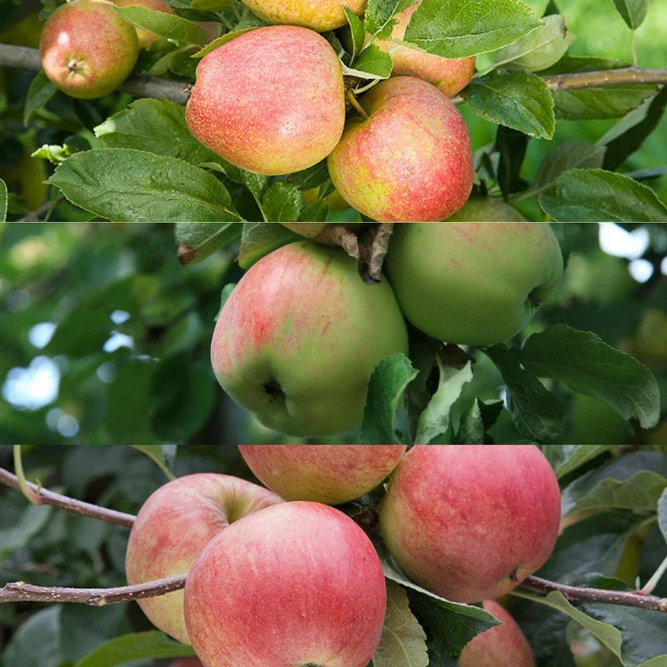 Patio Apple Tree - Mixed Varieties - Patio Fruit Tree 2-4ft in 5 Litre Pot — alternate product view 4