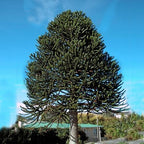 Araucaria Araucana Monkey Puzzle Tree Outdoor Garden Strong Healthy Plant in Pot — alternate product view 2