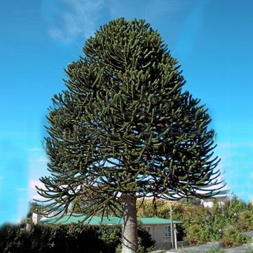 Araucaria Araucana Monkey Puzzle Tree Outdoor Garden Strong Healthy Plant in Pot — alternate product view 2
