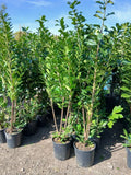 6ft 4x Cherry Laurel Hedging Plants Evergreen Amazing Quality 180cm 20L Pots — main product view