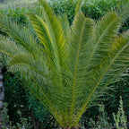 Tropical Palm Tree, Phoenix Canariensis 80cm-1m Tall, 1 x 19cm Pot — alternate product view 5