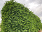 10x Large 4-5ft Green Leylandii Evergreen Hedging Plants - 3L Potted — alternate product view 4