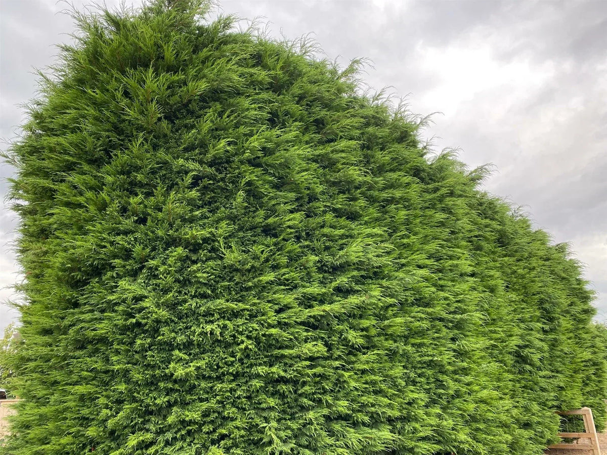 10x Large 4-5ft Green Leylandii Evergreen Hedging Plants - 3L Potted — alternate product view 4