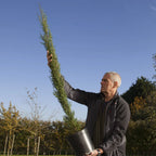 Pair of Italian Cypress Trees 90-120cm Tall, Ornamental Evergreen Shrubs Potted — alternate product view 5