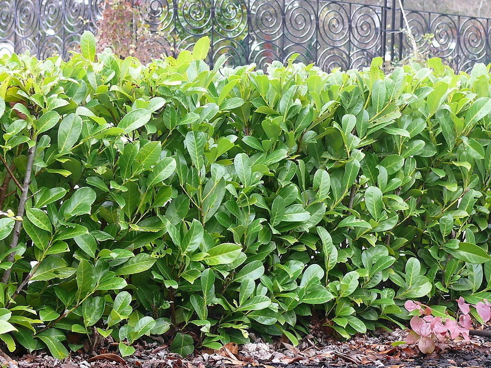 60x Cherry Laurel Hedging Plants 30-50cm Tall Potted — alternate product view 6