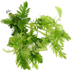 Hygrophila Difformis (5x) Water Wisteria Live Aquarium Plant Tropical — alternate product view 3
