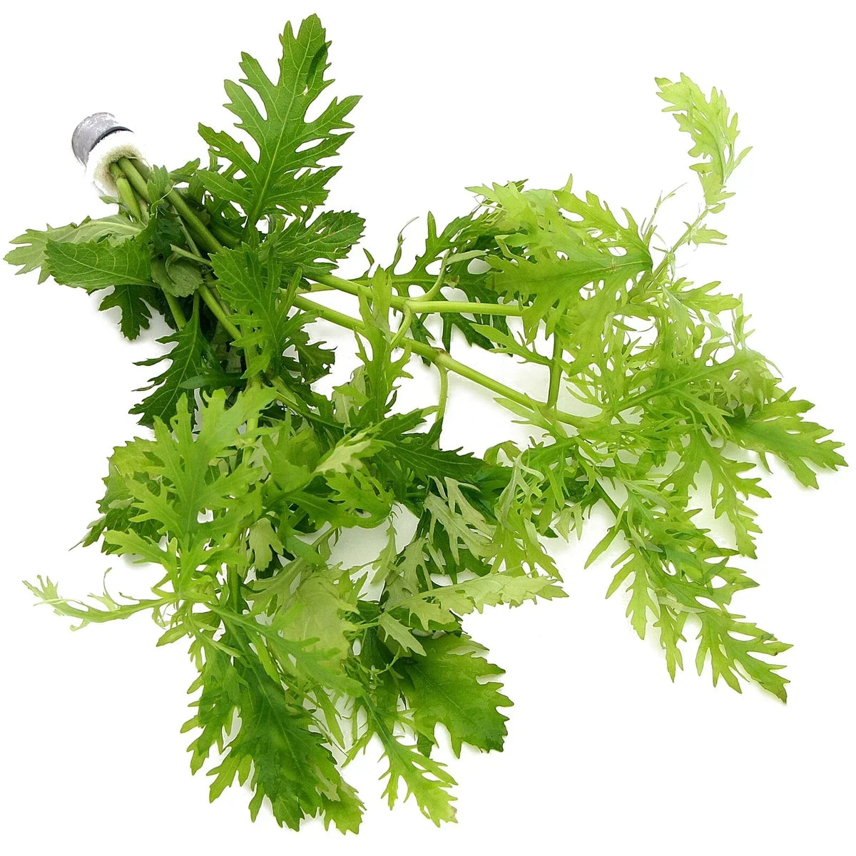 Hygrophila Difformis (5x) Water Wisteria Live Aquarium Plant Tropical — alternate product view 3
