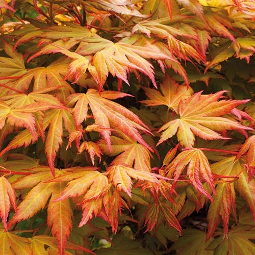 3 x Acer Plant Collection - 11cm Pots - Vars Atropur- pureum - Orange Dream — alternate product view 5