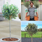 Large Olive Tree Plants x 2 Lollipop Olea Europea Evergreen 4L Pot 110-120cm — alternate product view 2