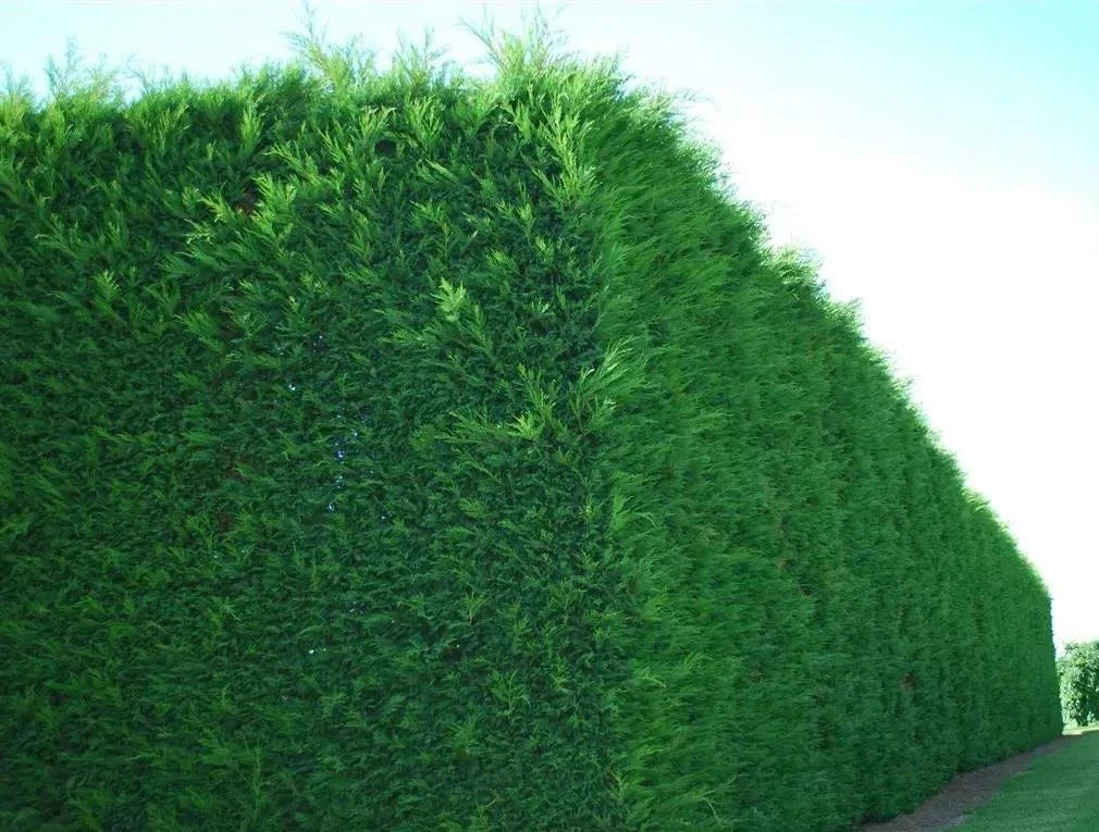 10x Large 4-5ft Green Leylandii Evergreen Hedging Plants - 3L Potted — alternate product view 3