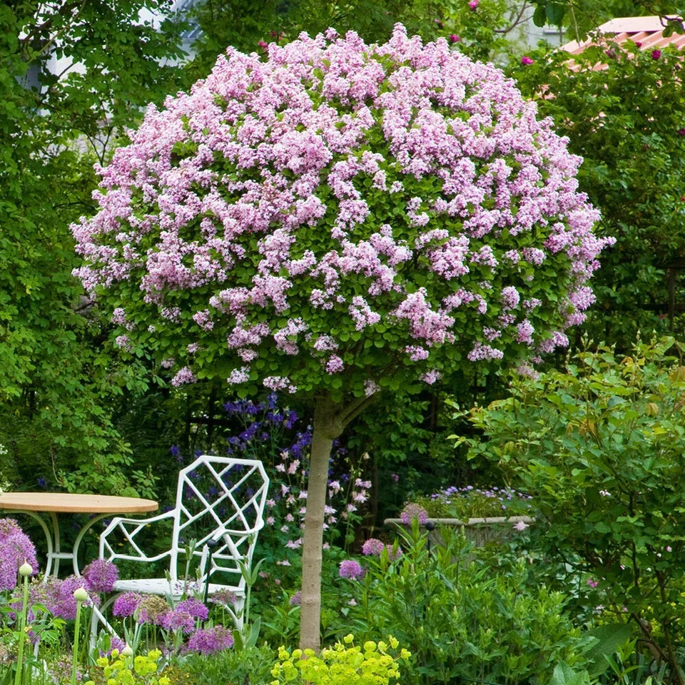 Standard Lilac Trees, Syringa Palibin, Double Flowering, 90-120cm, 3L Pots — alternate product view 3