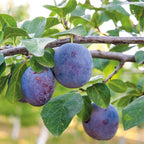Patio Fruit Tree Plants Garden Collection 5 Different Varieties 5 x 9cm Pots — alternate product view 5