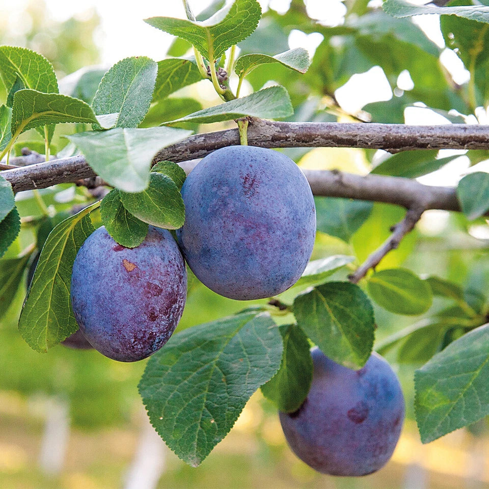 Patio Fruit Tree Plants Garden Collection 5 Different Varieties 5 x 9cm Pots — alternate product view 5
