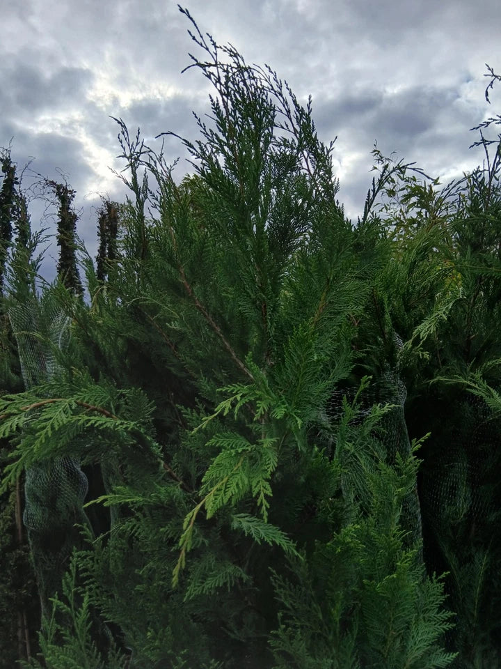 Leylandii Hedging Plants 20L Amazing Quality Quick Growing Approx 200cm — alternate product view 3