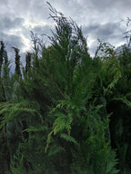 Leylandii Hedging Plants 20L Amazing Quality Quick Growing Approx 200cm — alternate product view 3