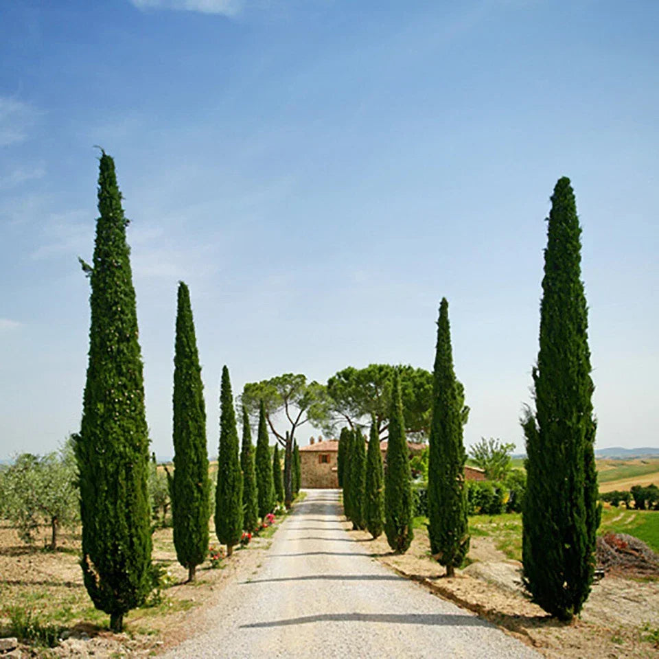Pair of Italian Cypress Trees 90-120cm Tall, Ornamental Evergreen Shrubs Potted — alternate product view 3