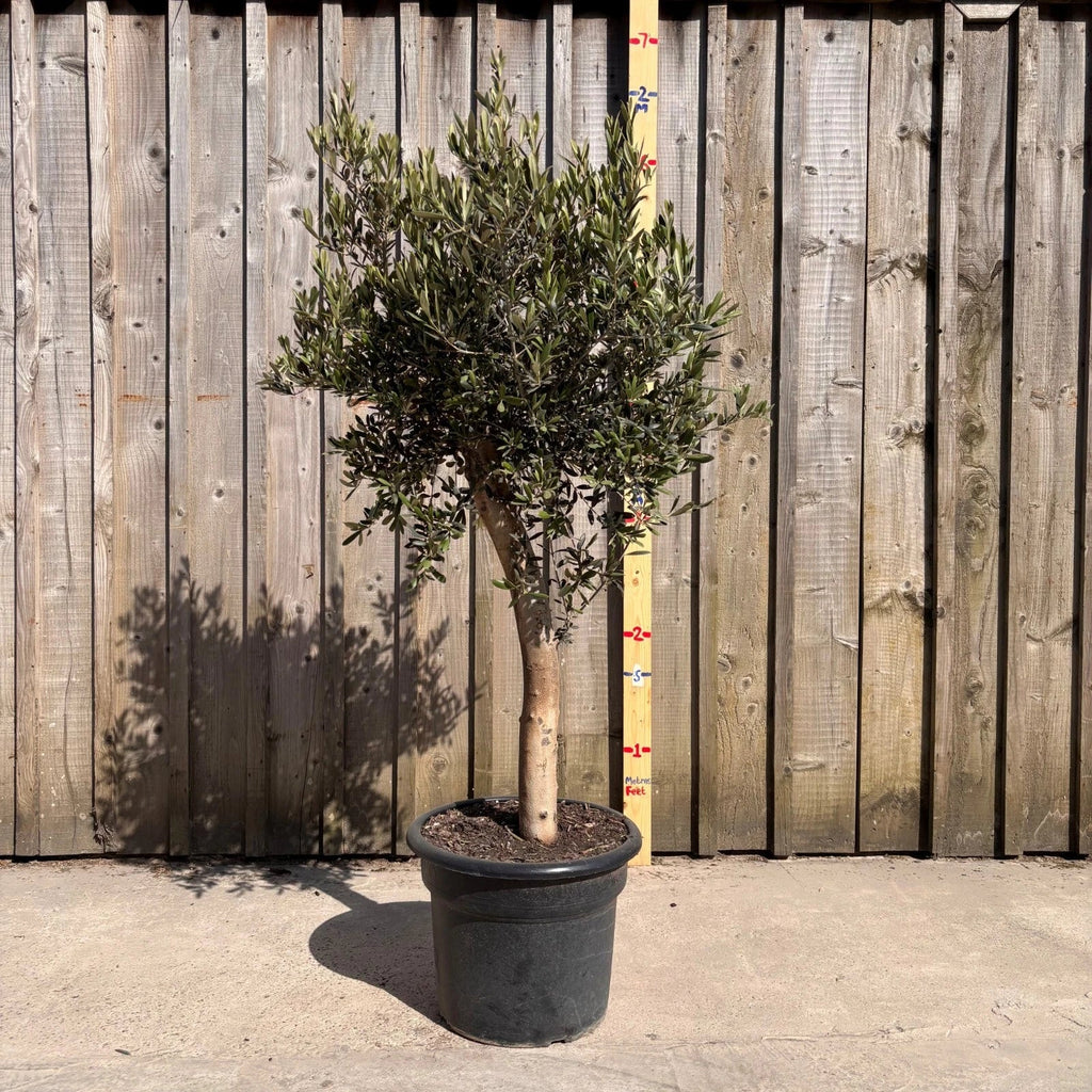 Thick Stem Olive Tree - L — main product view