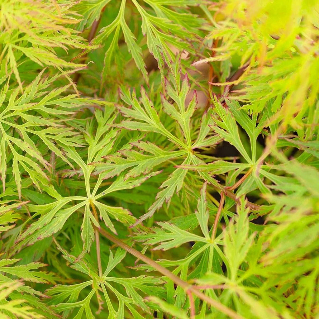 Acer 'Emerald Lace' Japanese Maple Plant - 25-35cm in Height Ready to Plant — alternate product view 3