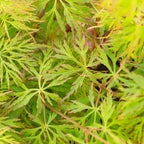 Acer 'Emerald Lace' Japanese Maple Plant - 25-35cm in Height Ready to Plant — alternate product view 3