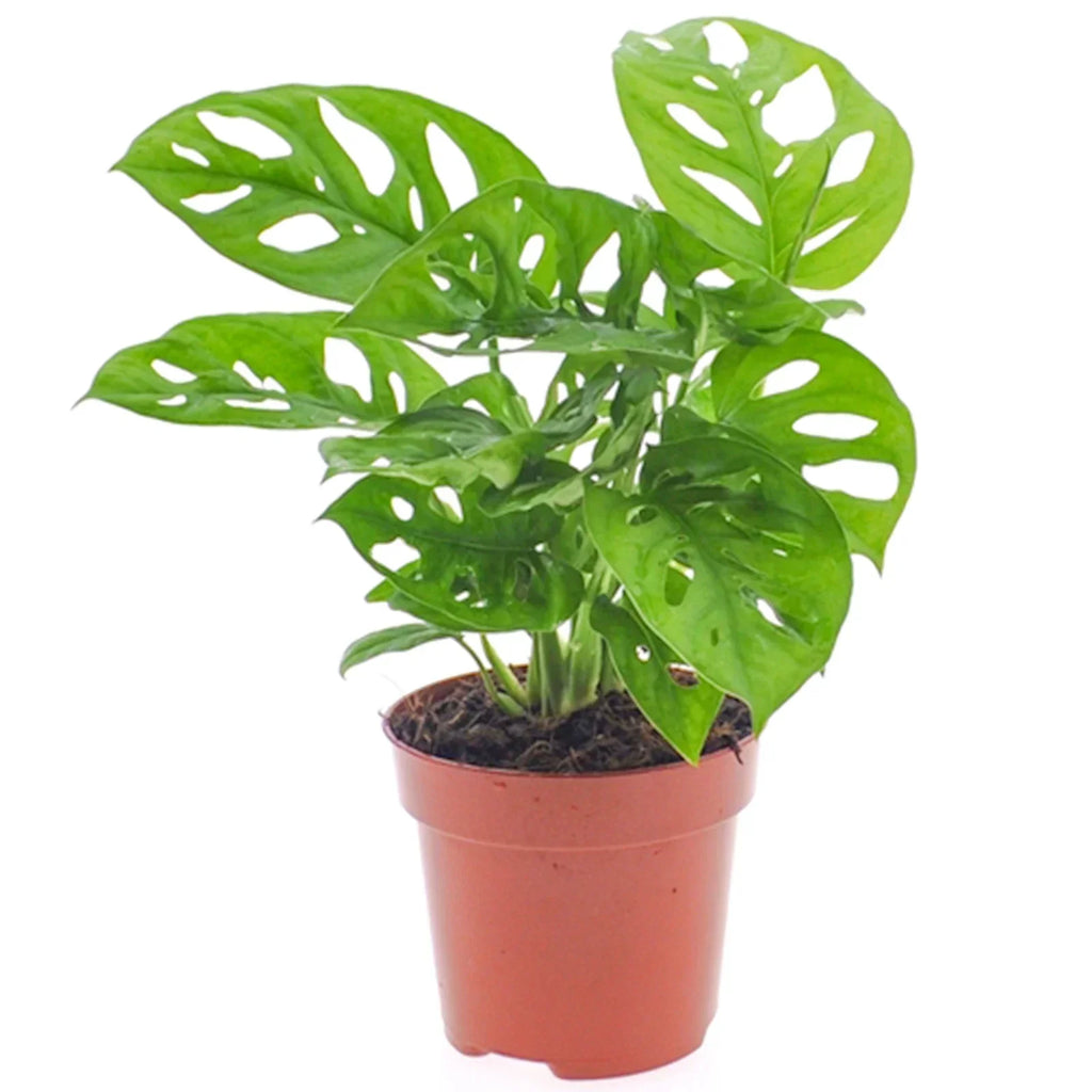 Vibrant Monstera Obliqua Monkey Leaf Indoor Potted Houseplant 20-30cm with Pot — on a clean white background