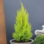 Cupressus Plant Conifer Wilma Goldcrest Lemon Scented Evergreen 10.5cm Pots — alternate product view 4