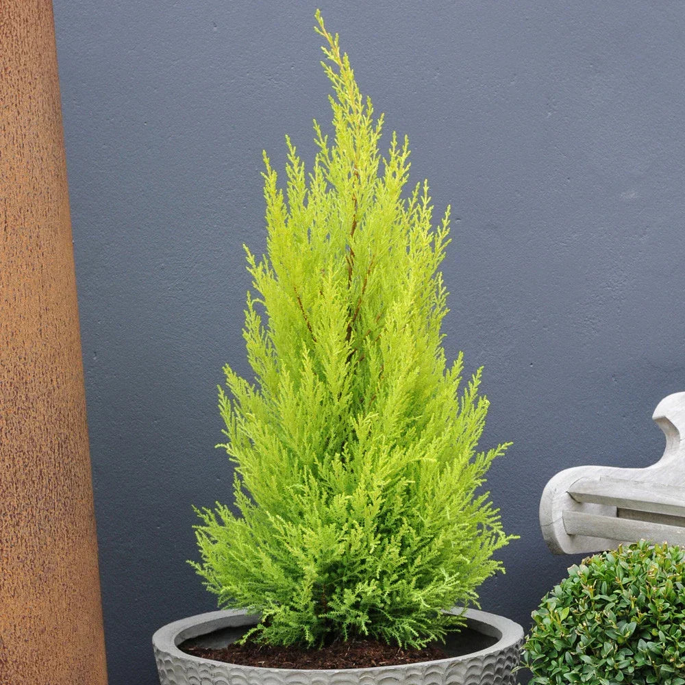 Cupressus Plant Conifer Wilma Goldcrest Lemon Scented Evergreen 10.5cm Pots — alternate product view 4