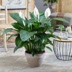 Spathiphyllum 'Peace Lily' House Plant - Live Indoor House Potted Tree In 9cm — alternate product view 2