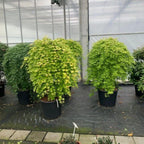 Japanese Maple 'Cascade Emerald' - Weeping Tree with Fiery Autumn Colours — main product view