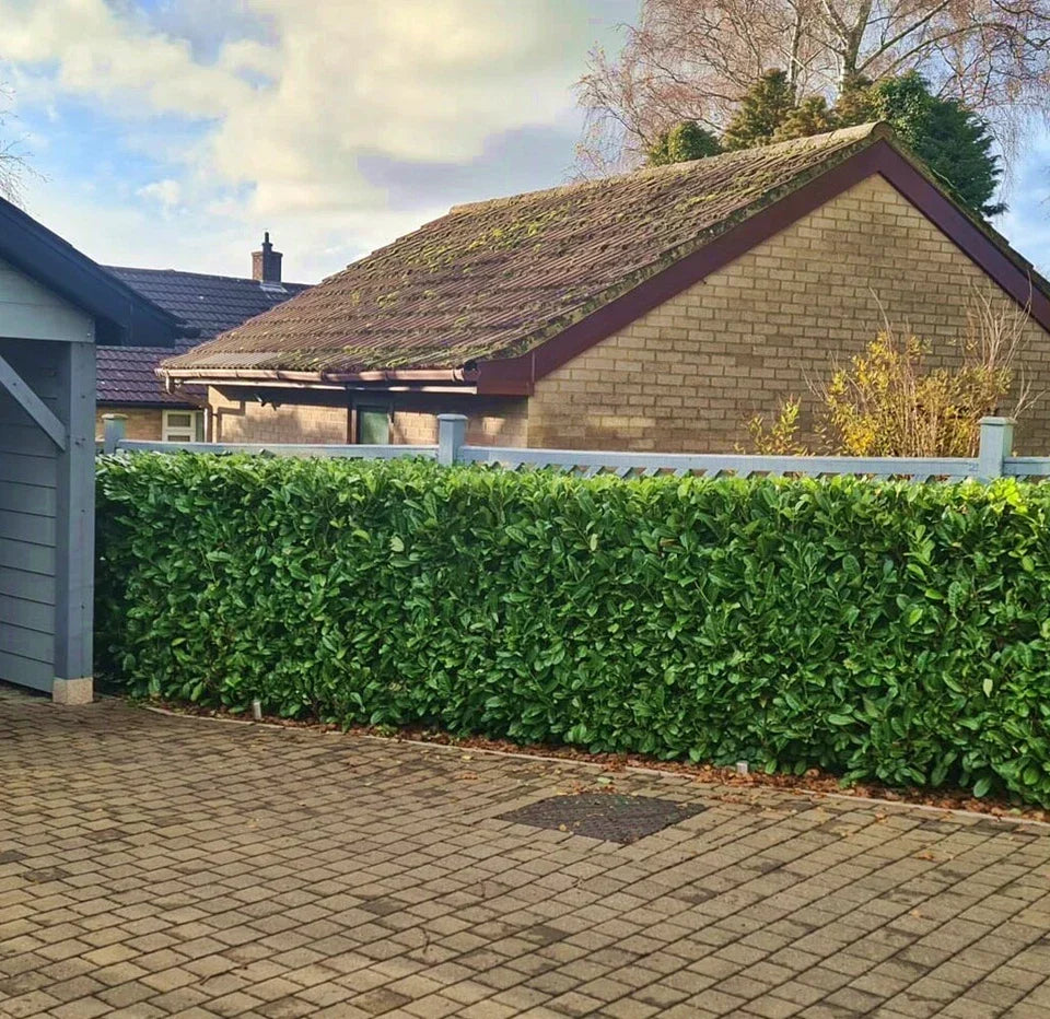 Laurel Garden Evergreen hedge plants bare root hedging — alternate product view 3