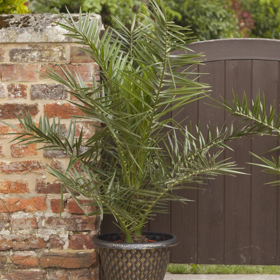 Pair of Hardy Phoenix Palm Canariensis Exotic Trees 60-80cm Tall in a 14cm Pot — alternate product view 7