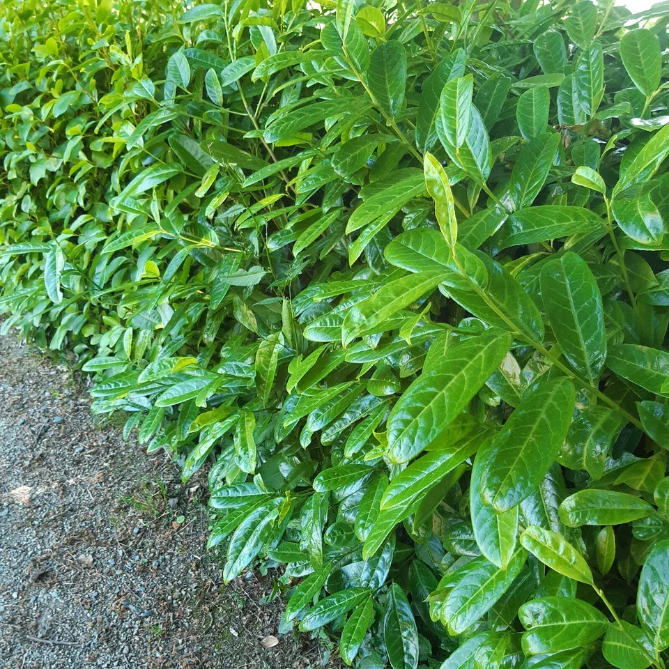100 Cherry Laurel Hedging 40-60cm Tall Potted — alternate product view 7