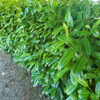 100 Cherry Laurel Hedging 40-60cm Tall Potted — alternate product view 7