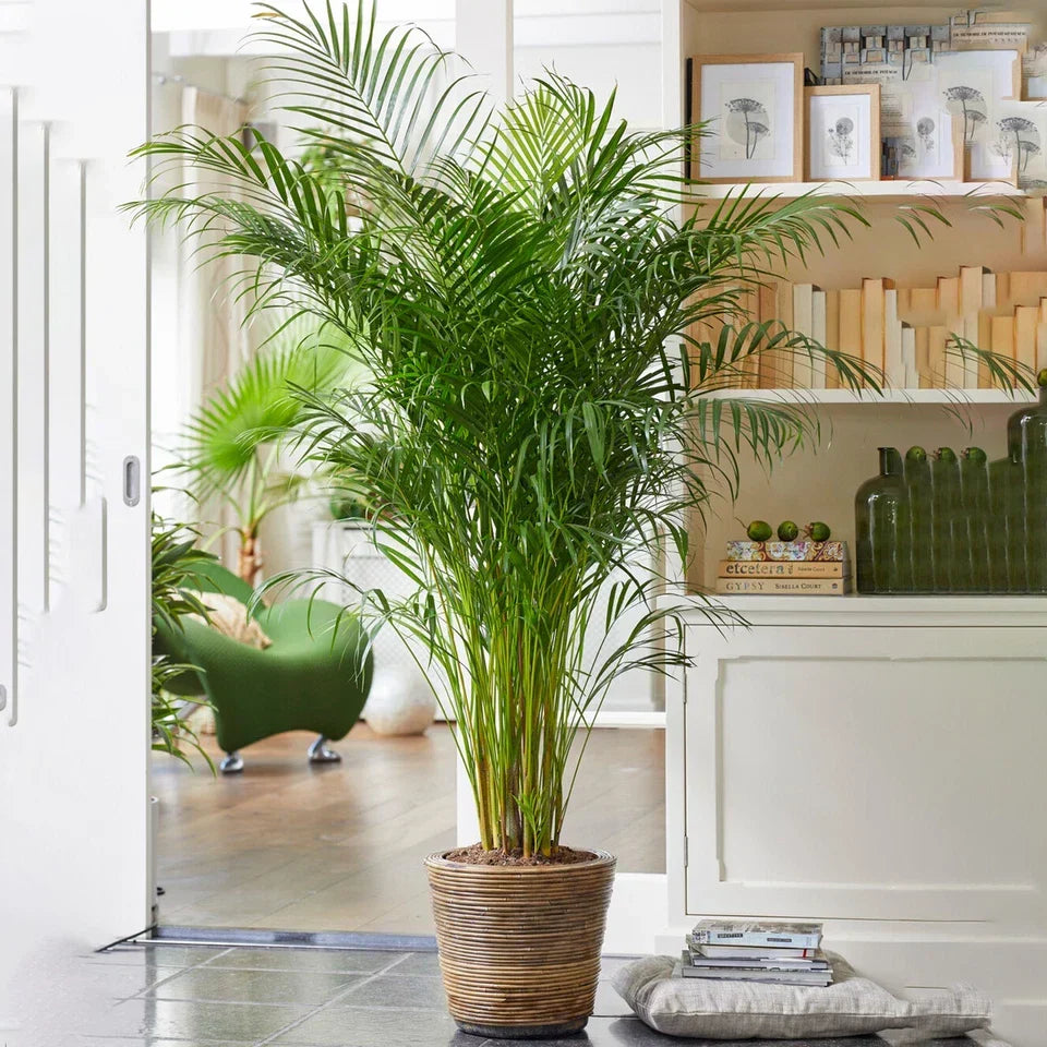 Areca Palm Large Indoor House Plant Real Tropical Exotic Evergreen Tall — alternate product view 3