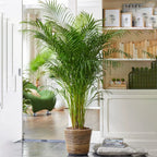 Areca Palm Large Indoor House Plant Real Tropical Exotic Evergreen Tall — alternate product view 3