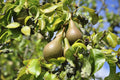 Conference Pear Tree 4-5ft Tall, Self-Fertile & Heavy Cropper, Ready to Fruit — main product view
