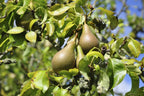 Conference Pear Tree 4-5ft Tall, Self-Fertile & Heavy Cropper, Ready to Fruit — main product view