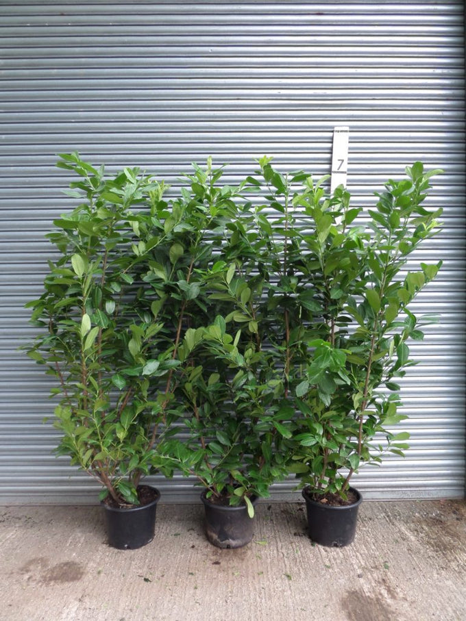 5 Cherry Laurel Hedging Evergreen Plants Fast Growth 3-4ft Large 4 Litre Pots — alternate product view 3