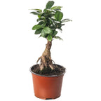 Ficus Ginseng Bonsai Tree Tall Indoor Plants Exotic Large Trees For Your Home — on a clean white background