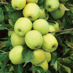 Mini Fruit Tree Patio Potted Garden Plants Apple Pear Plum Cherry 9cm Pots — alternate product view 2