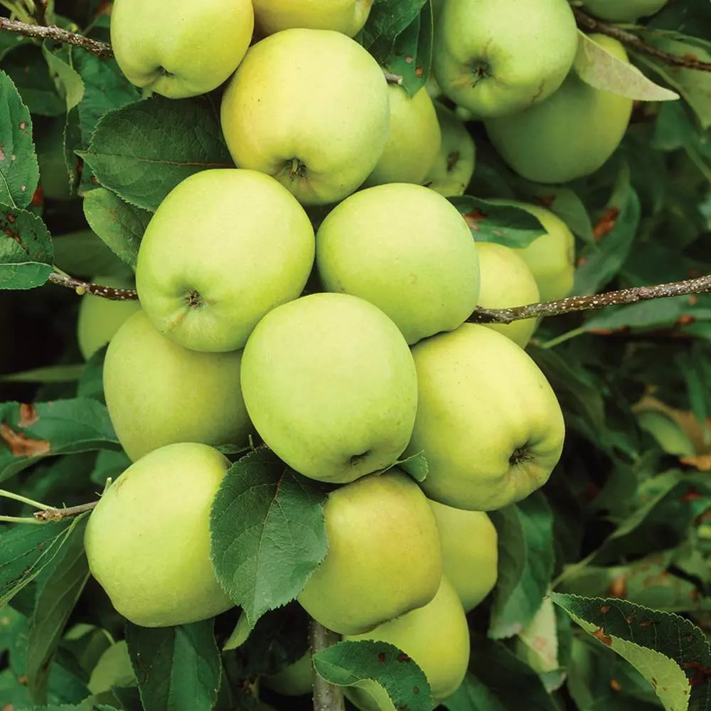 Mini Fruit Tree Patio Potted Garden Plants Apple Pear Plum Cherry 9cm Pots — alternate product view 2